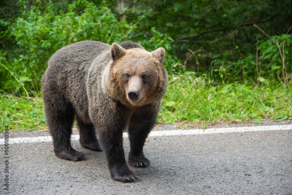 Brown bear standing on a road. Wild animal on road