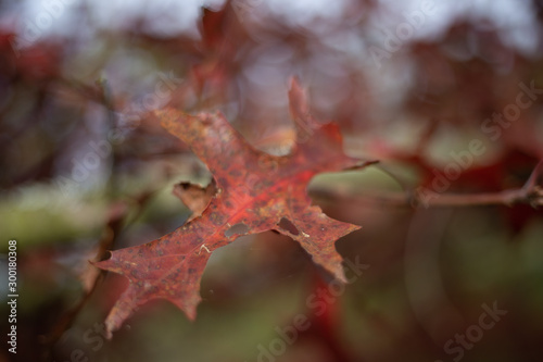 Blätter Herbst Rot Hintergrund 
