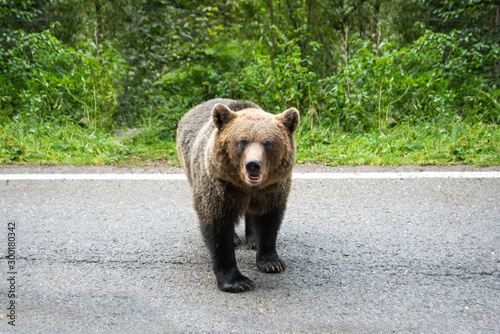 Brown bear standing on a road. Wild animal on road