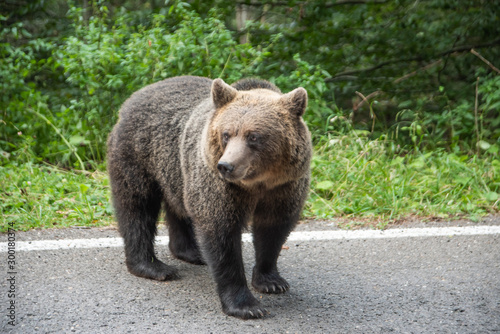 Brown bear standing on a road. Wild animal on road