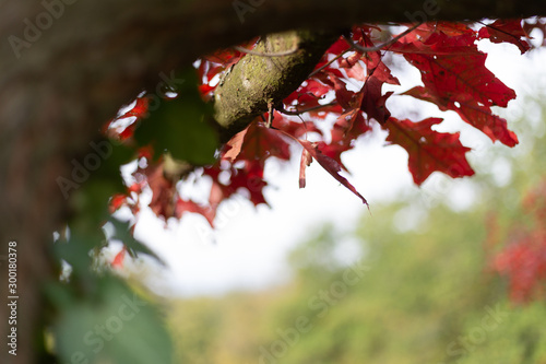 Blätter Herbst Rot Hintergrund 