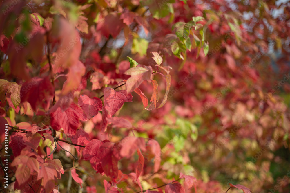 Blätter Herbst Rot Hintergrund Blätter Herbst Rot Hintergrund