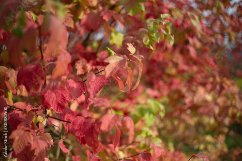 Blätter Herbst Rot Hintergrund 