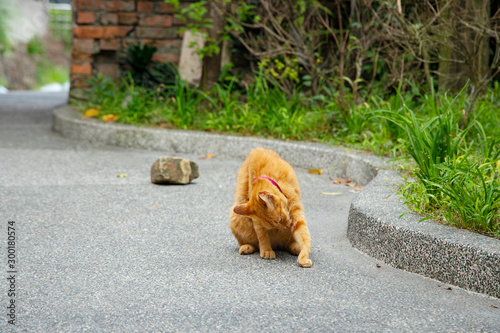 Cats in Houtong Cat Village,Taiwan is famous for its cat population photo