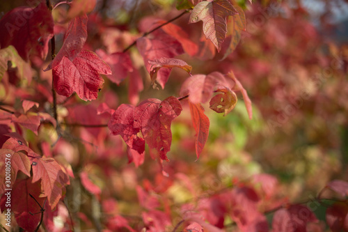 Blätter Herbst Rot Hintergrund 