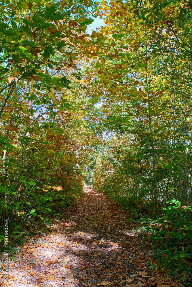 Naklejka premium Path in the woods, late afternoon, autumn