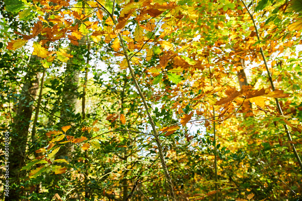 Foliage of yellowing oak, in autumn