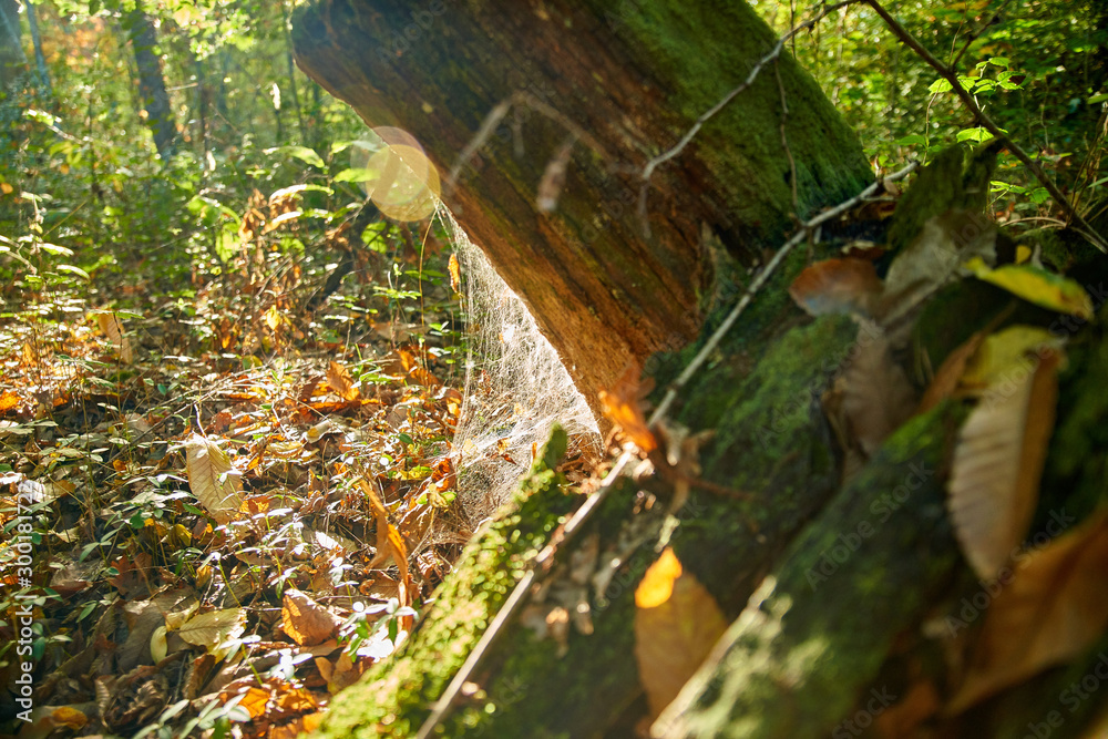 Spider web at the foot of a trunk, in the woods, in autumn Spider web at the foot of a trunk, in the woods, in autumn