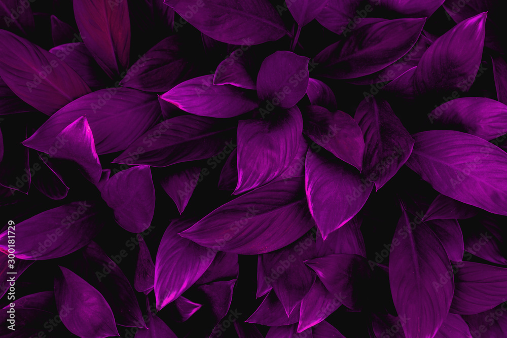 closeup nature view of colorful leaf in garden, dark wallpaper concept, nature background, tropical leaf closeup nature view of colorful leaf in garden, dark wallpaper concept, nature background, tropical leaf