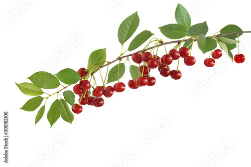 The branch of tasty sour cherries isolated on a white background