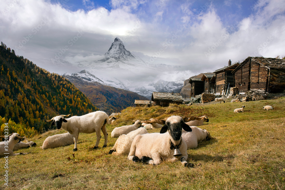 Obraz premium sheep and rams near Matterhorn