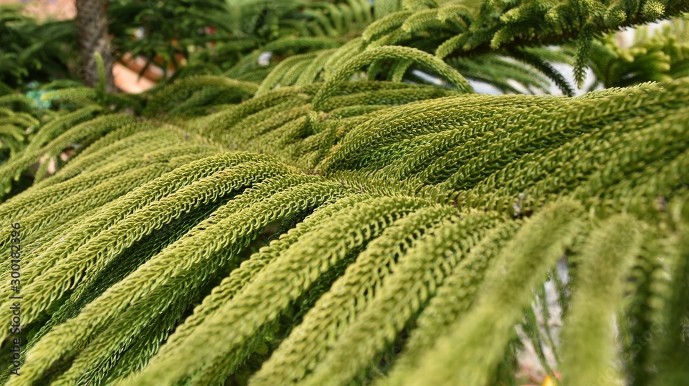 close up green House Pine (Norfolk Island Pine) - obrazy, fototapety, plakaty 