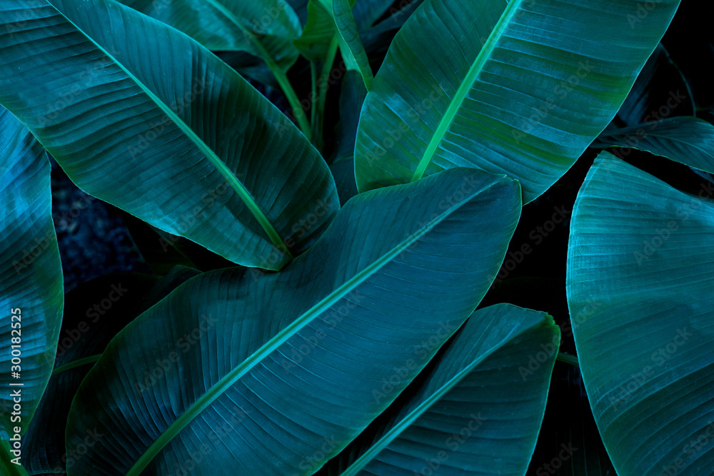 Obraz premium tropical banana leaf texture in garden, abstract green leaf, large palm foliage nature dark green background