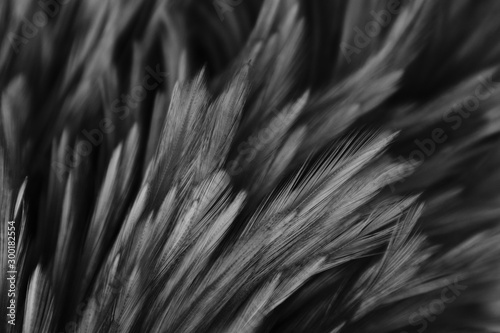 Beautiful abstract white and gray feathers on dark background and colorful soft brown white feather texture on white pattern