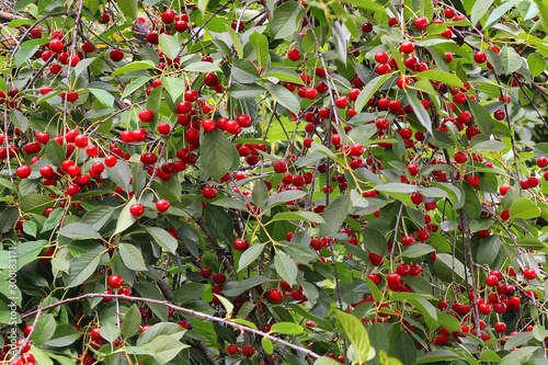 Sour cherry on tree as full frame. Background.