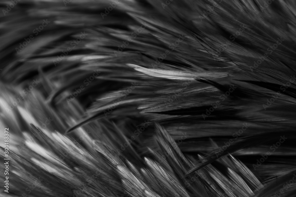 Beautiful abstract white and gray feathers on dark background and colorful soft brown white feather texture on white pattern