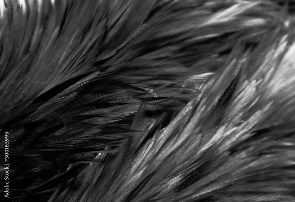 Beautiful abstract white and gray feathers on dark background and colorful soft brown white feather texture on white pattern Beautiful abstract white and gray feathers on dark background and colorful soft brown white feather texture on white pattern