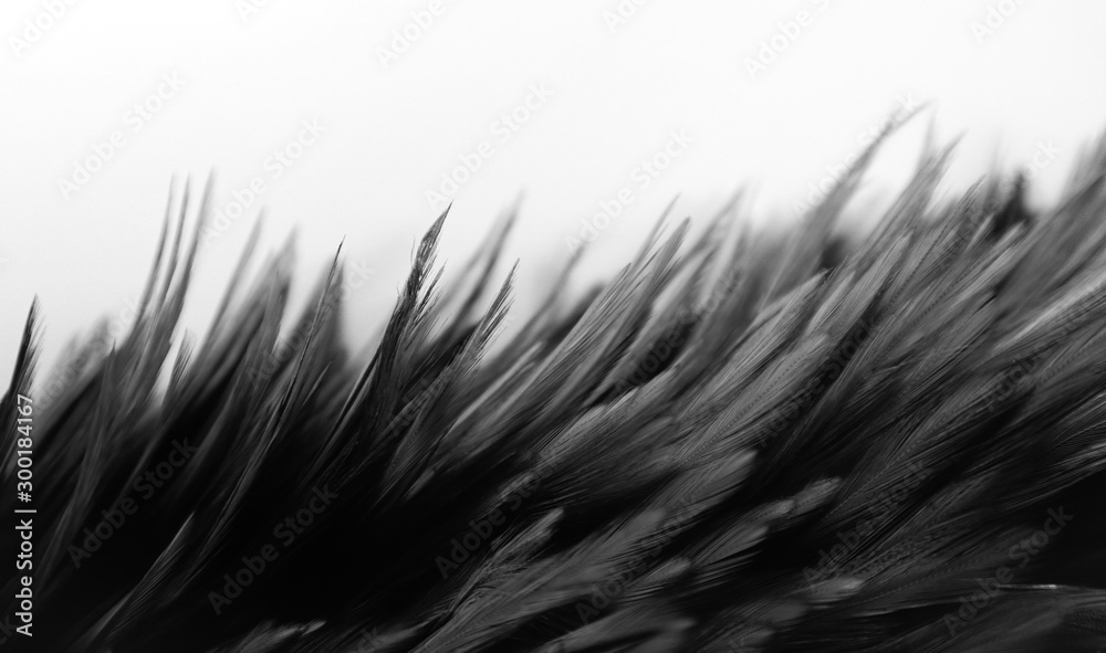 Beautiful abstract white and gray feathers on dark background and colorful soft brown white feather texture on white pattern