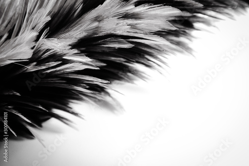 Beautiful abstract white and gray feathers on dark background and colorful soft brown white feather texture on white pattern