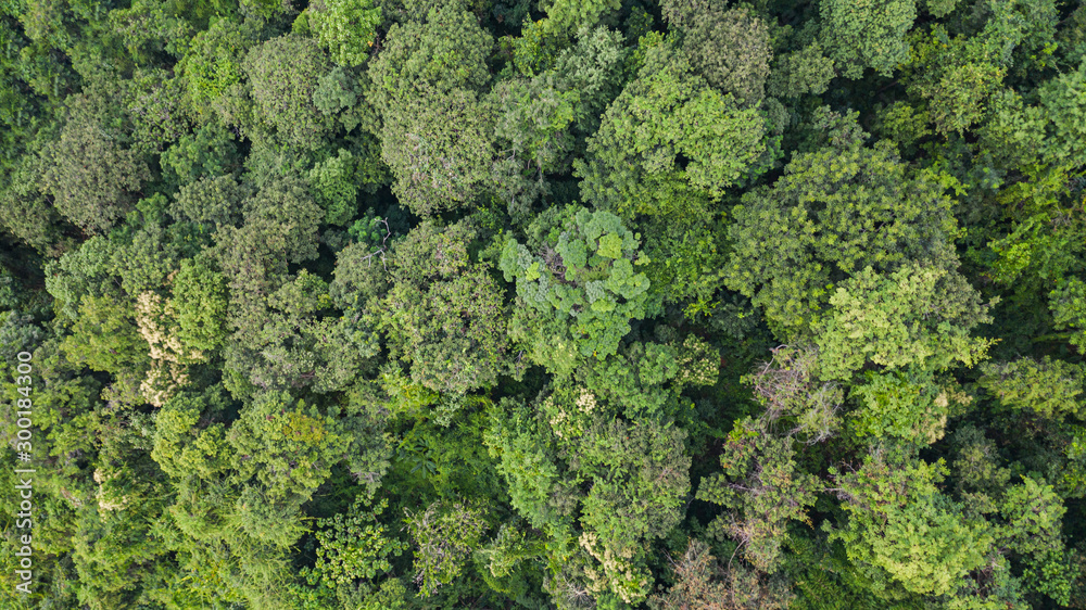 Aerial top view of forest texture background view from above