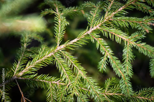Close-up of a pine branch with space for own text