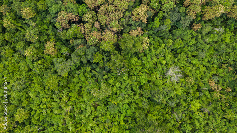 Aerial top view of forest texture background view from above