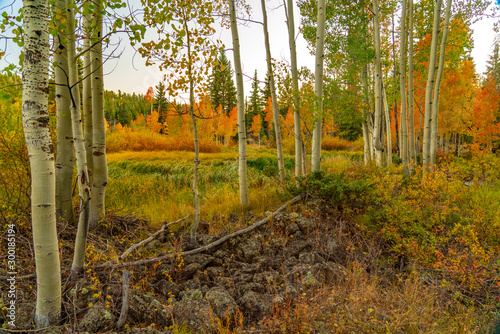 Aspen in Autumn Just After Sunset
