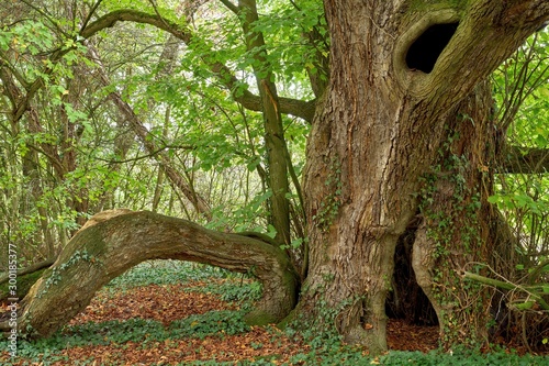A very old large-leaved lime tree (Tilia platyphyllos)