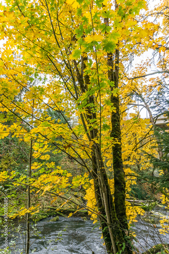 Tumwater Falls Park Leaves