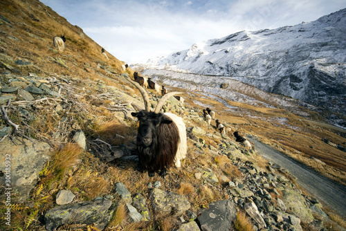 Animals under the Matterhorn photo