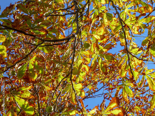 Colorful Autumn leaves are shining, Blue sky on the background.