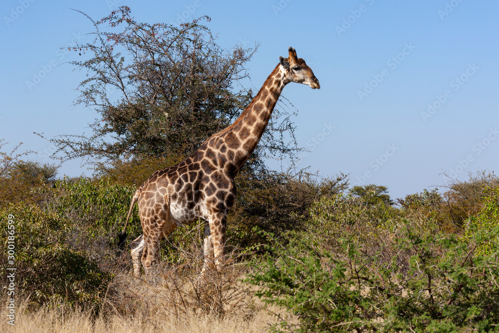 Fototapeta premium Giraffe - Botswana - Africa