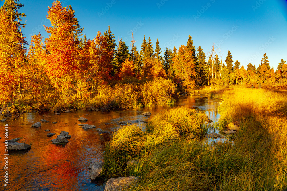 Brilliant Colors of Aspen Along Duck Creek