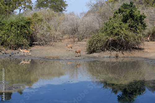 Pan in Mana Pools National Park, Zimbabwe
