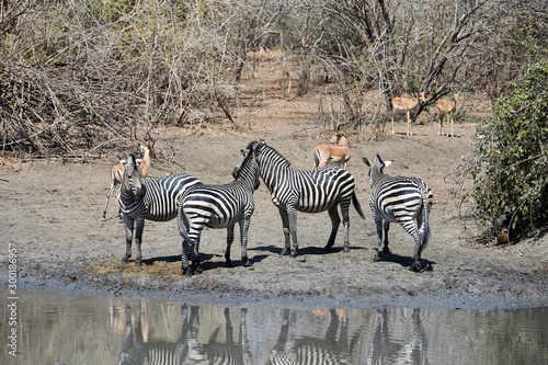 Zebra in Mana Pools National Park  Zimbabwe