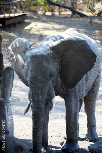 Elephnat in Mana Pools National Park, Zimbabwe photo