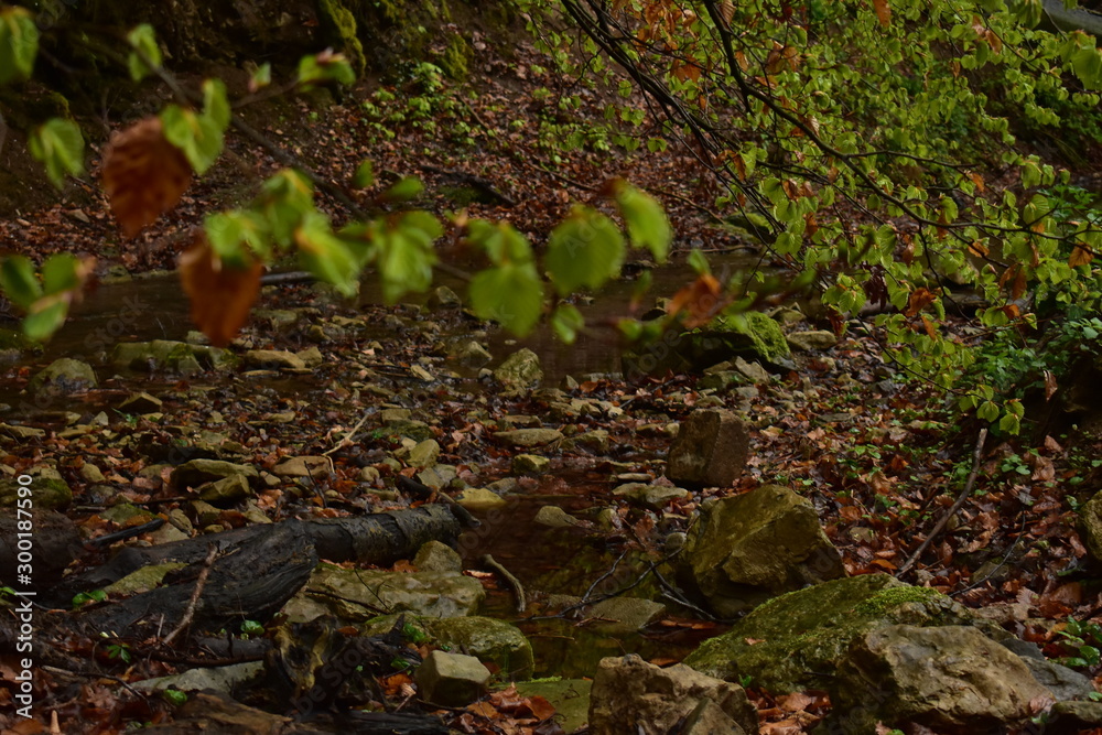 Naklejka premium Walking along a stream in the forest