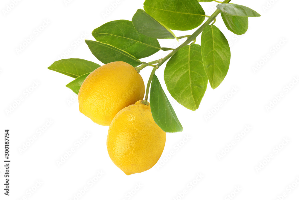 Branch of lemons  isolated on white background