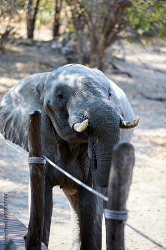 Elephnat in Mana Pools National Park, Zimbabwe photo