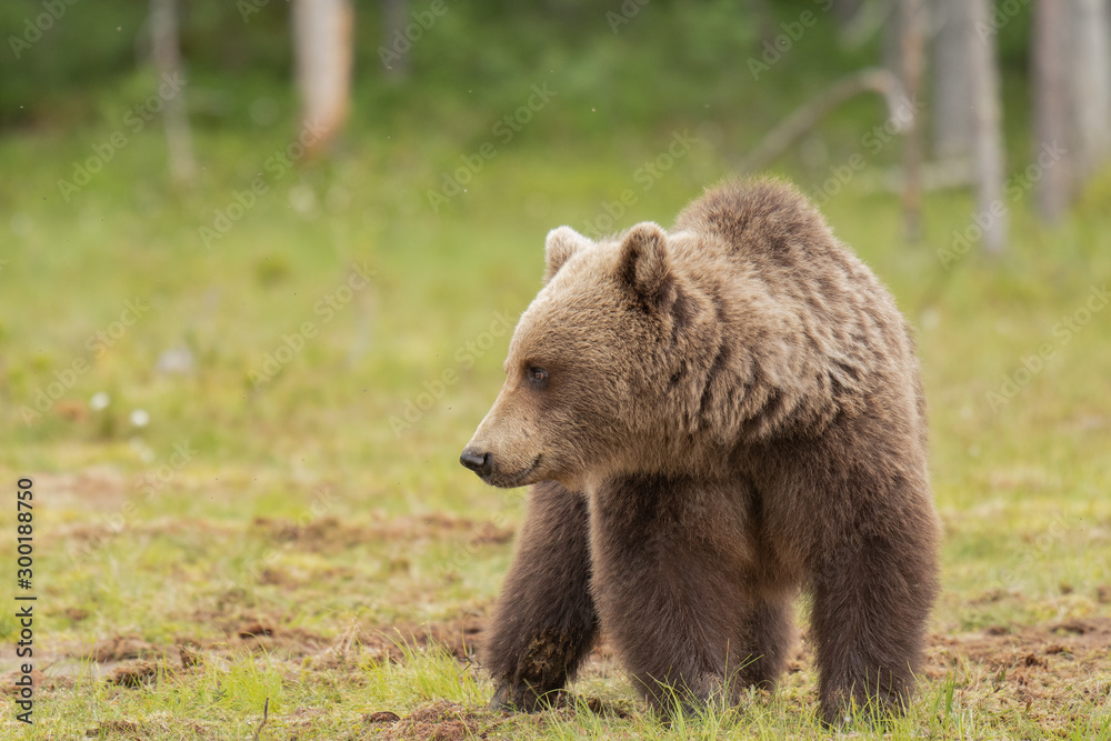 Brown bear (Ursus arctos) walking on a Finnish bog on a sunny summer evening Brown bear (Ursus arctos) walking on a Finnish bog on a sunny summer evening