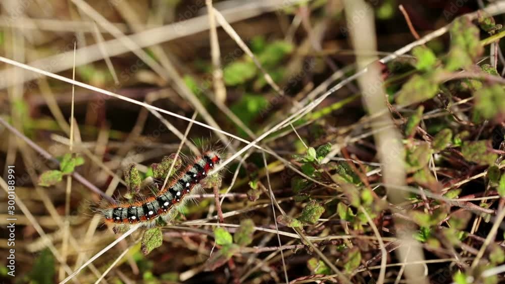 Psilogaster loti butterfly's caterpillar (Lasiocampidae) in nature Psilogaster loti butterfly's caterpillar (Lasiocampidae) in nature