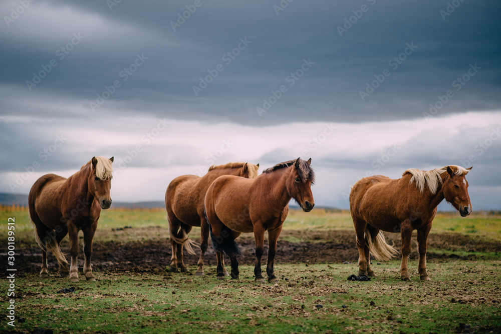 group of Icelandic horses stands in paddock, cloudy day group of Icelandic horses stands in paddock, cloudy day