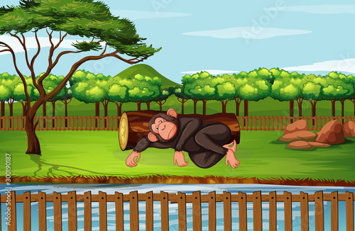 Scene with chimpanzee sleeping in the park