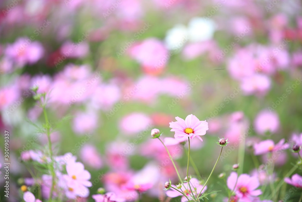 日本に咲いているコスモス