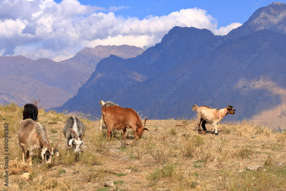 Goats on a Rock near Charvak Reservoir in Uzbekistan, Chimgan Mountains