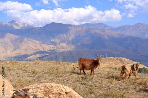 Goats on a Rock near Charvak Reservoir in Uzbekistan, Chimgan Mountains