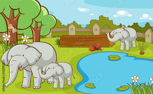 Scene with elephants at the zoo