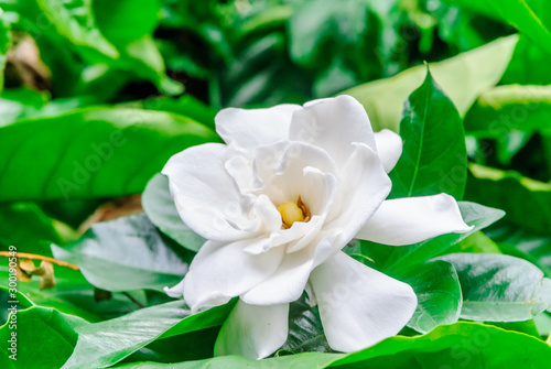 Gardenia flower (Gardenia Jasminoides or Cape Jasmine) Blooming in green garden on branch tree background. 