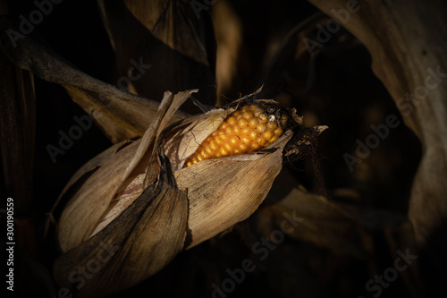 kolba kukurydzy na polu