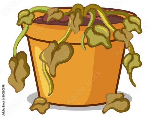 Dead plant in pot on white background